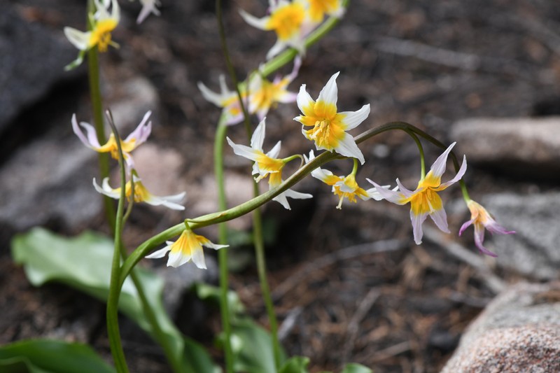 Kaweah Lakes Fawnlily photo 3