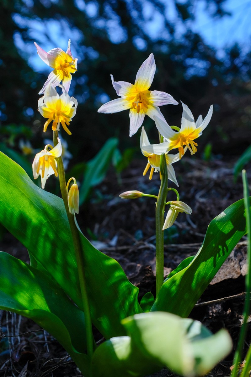 Kaweah Lakes Fawnlily photo 4
