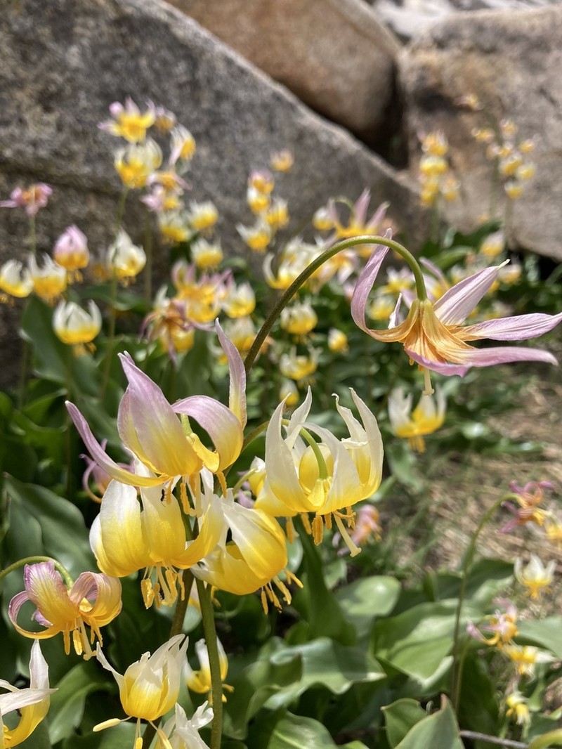 Kaweah Lakes Fawnlily photo 5