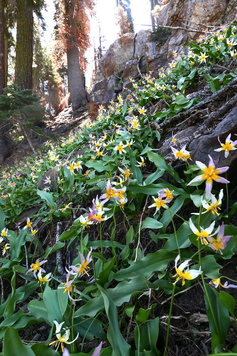 Kaweah Lakes Fawnlily photo 6