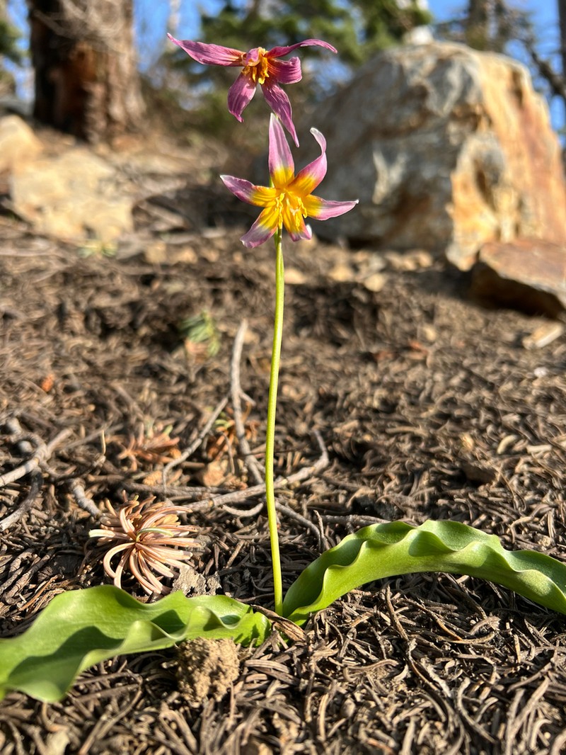 Kaweah Lakes Fawnlily photo 7