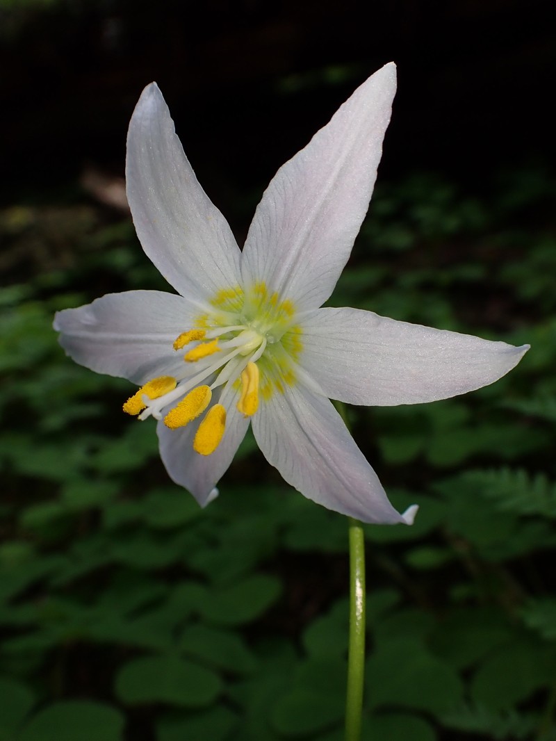 Fawnlily