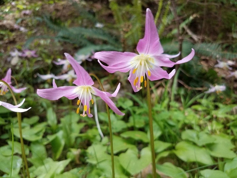Fawnlily