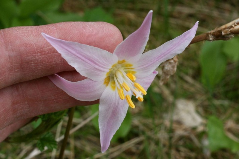 Fawnlily photo 2