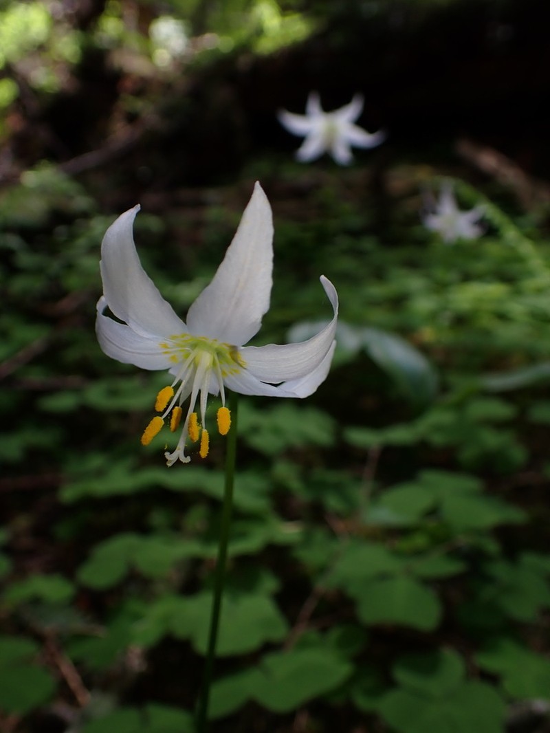 Fawnlily photo 3