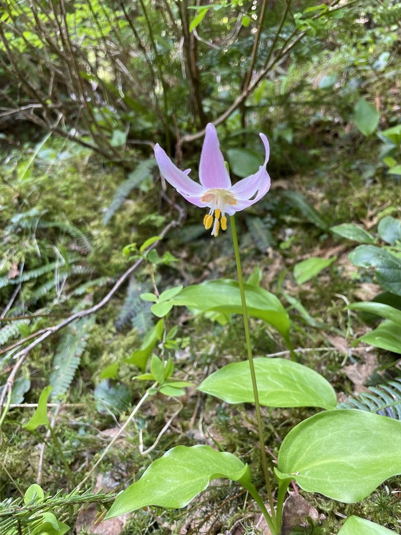 Fawnlily photo 4