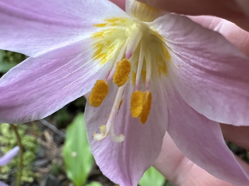 Fawnlily photo 5