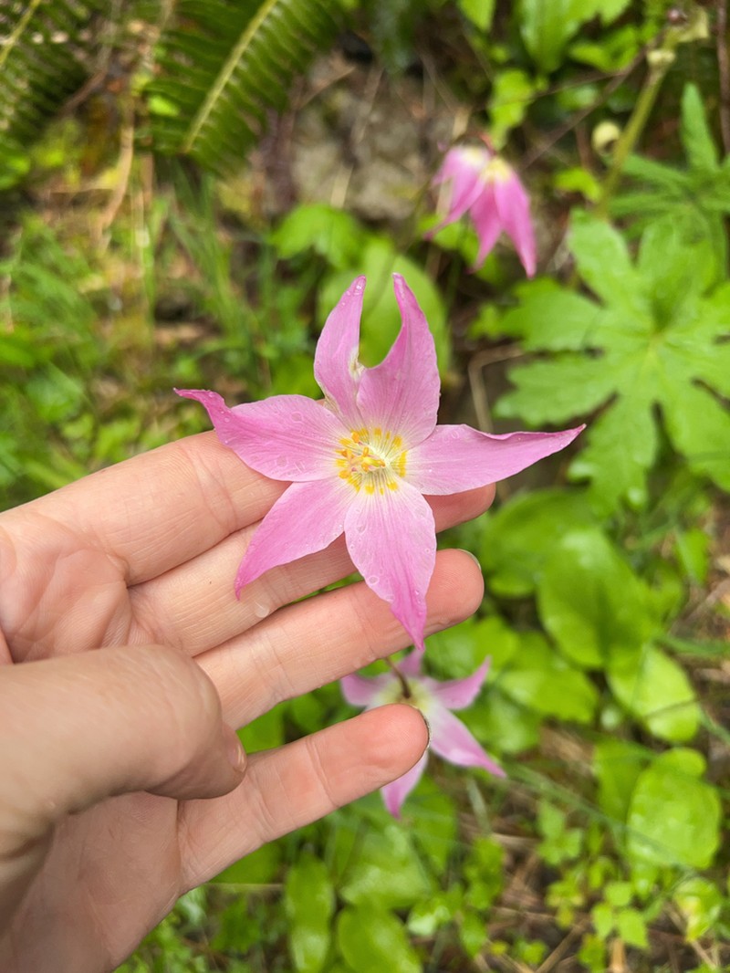 Fawnlily photo 6