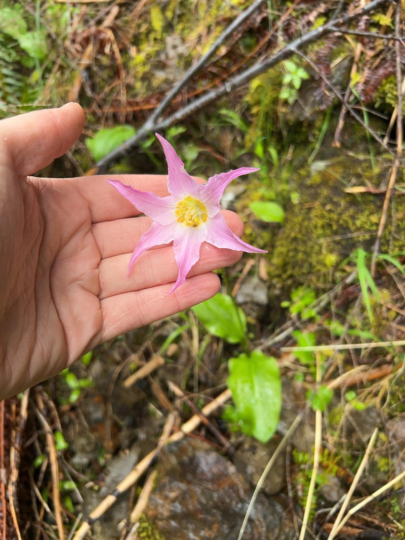 Fawnlily photo 7