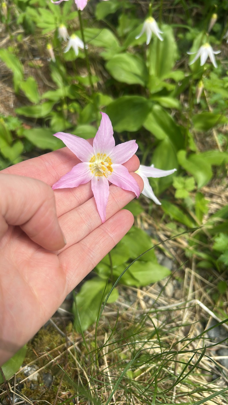 Fawnlily photo 8