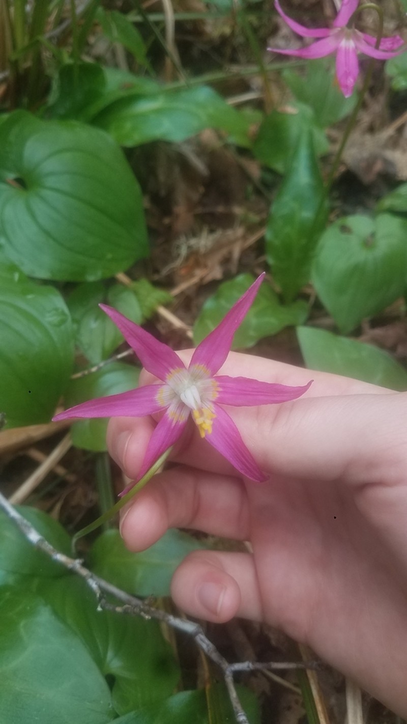 Mahogany Fawnlily