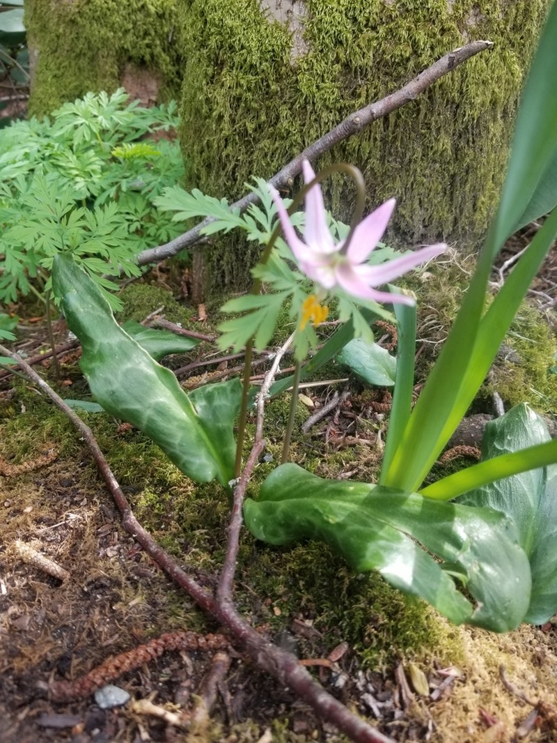 Mahogany Fawnlily photo 2