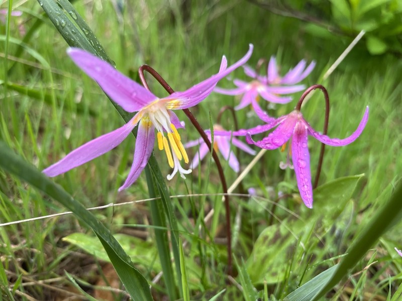 Mahogany Fawnlily photo 3