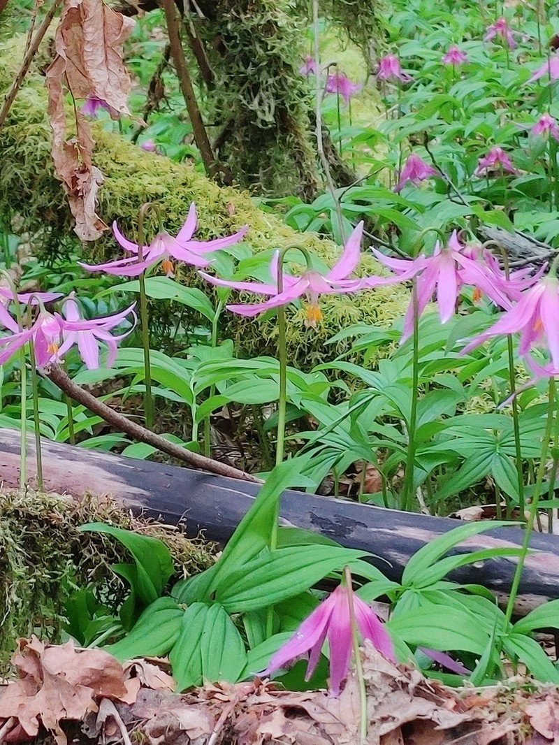Mahogany Fawnlily photo 5