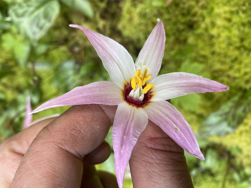 Mahogany Fawnlily photo 6