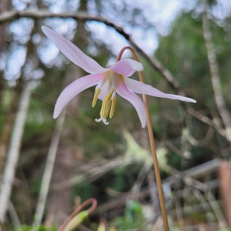 Mahogany Fawnlily photo 8