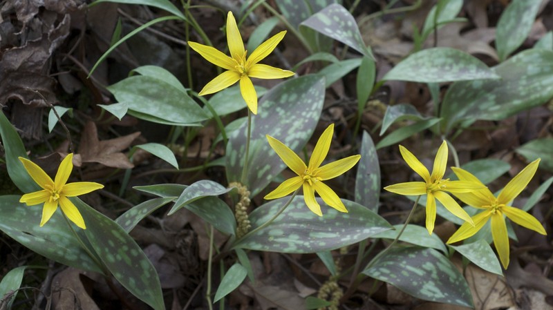Yellow Troutlily