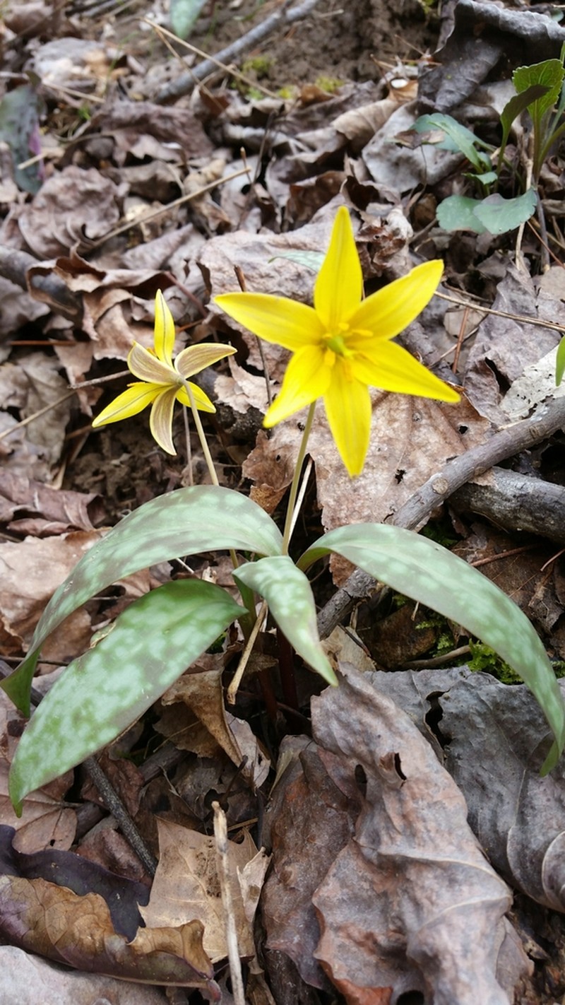 Yellow Troutlily