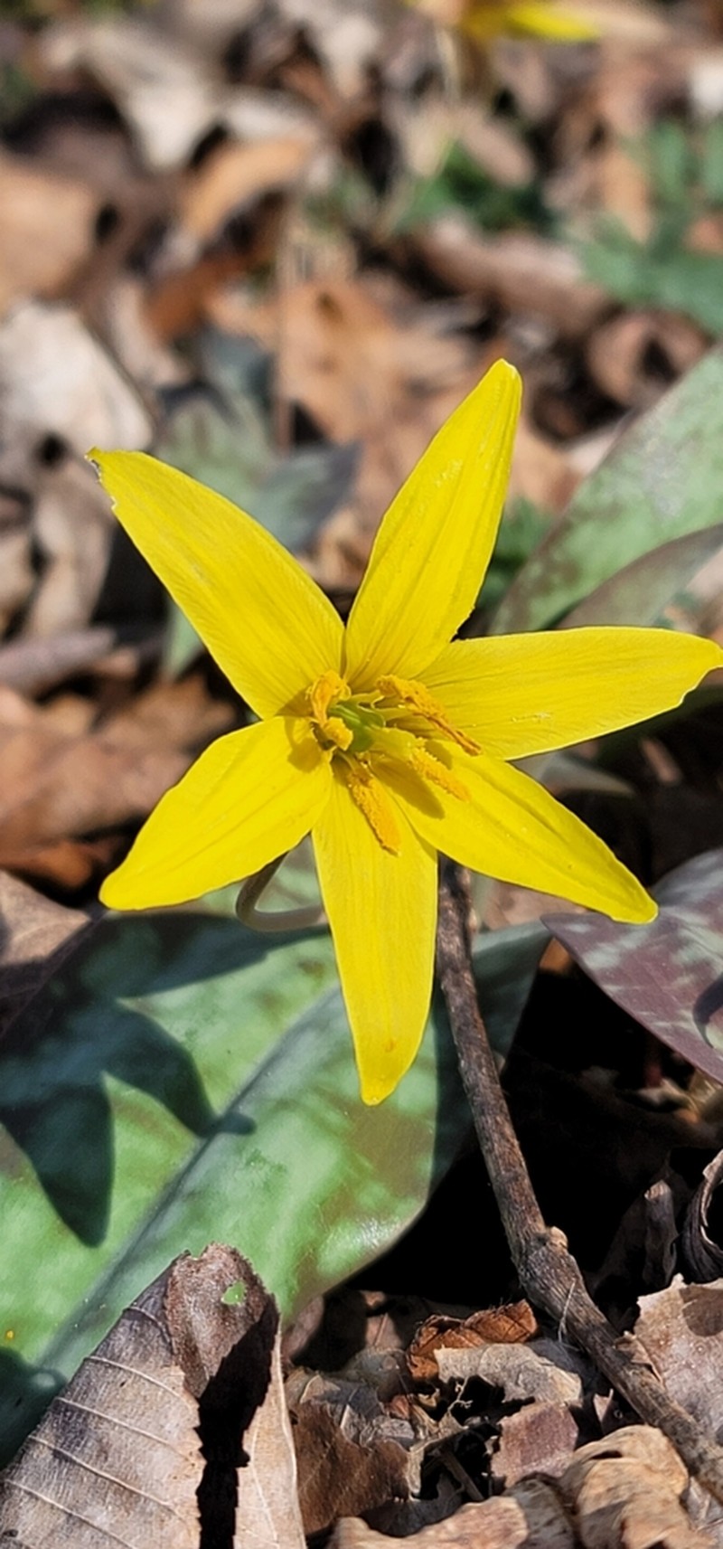 Yellow Troutlily photo 2