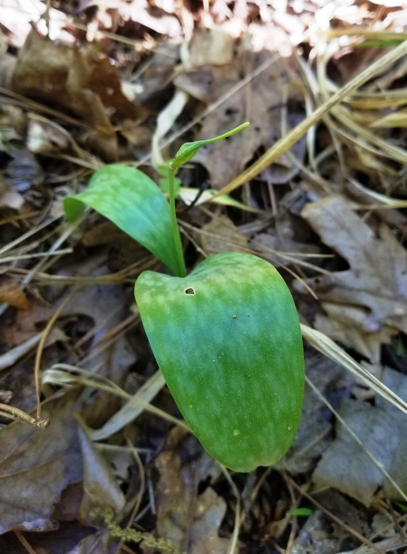 Yellow Troutlily photo 3