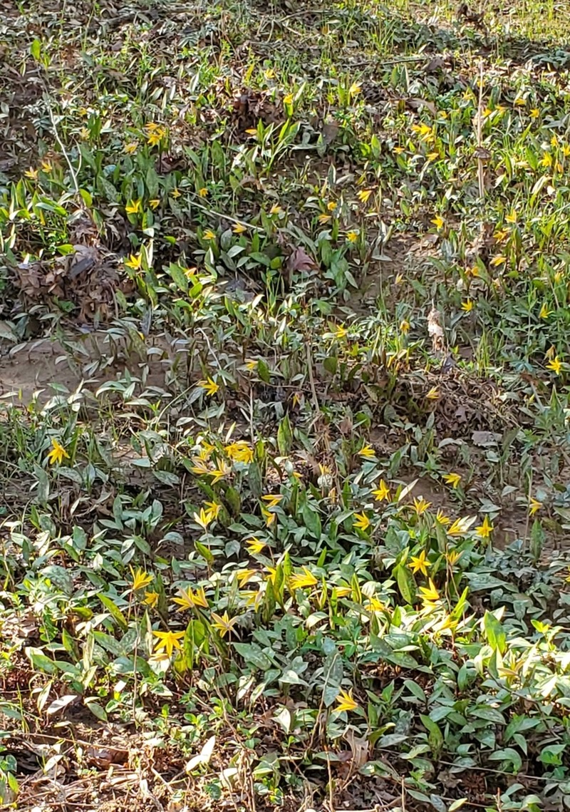 Yellow Troutlily photo 4