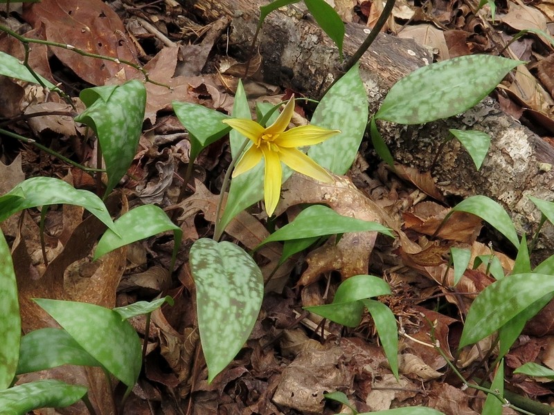 Yellow Troutlily photo 5