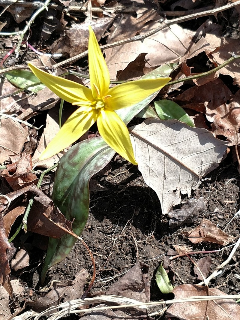 Yellow Troutlily photo 6
