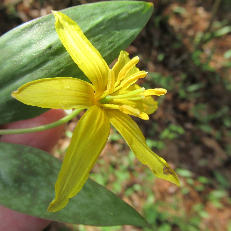 Yellow Troutlily photo 7