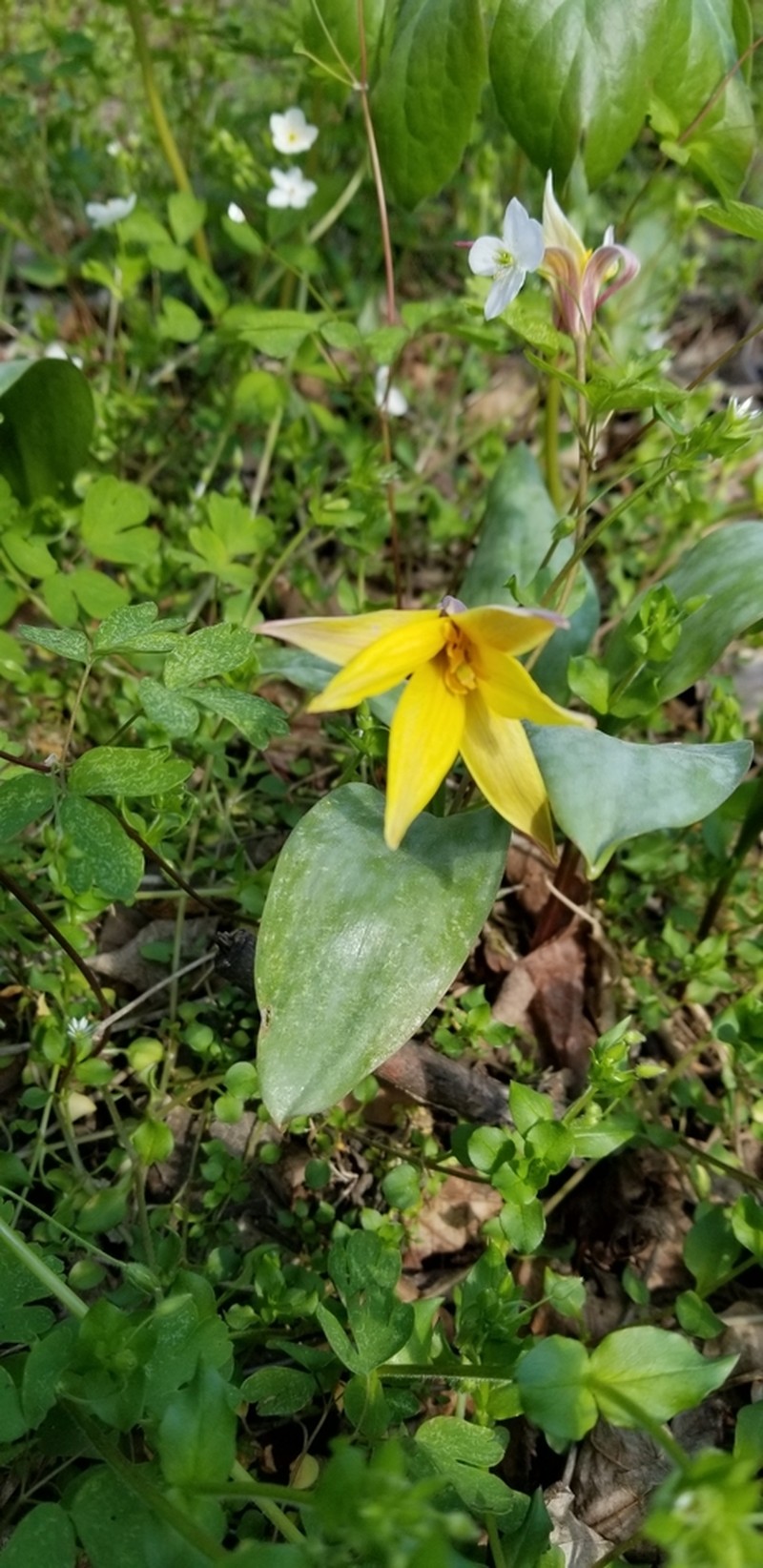 Yellow Troutlily photo 8
