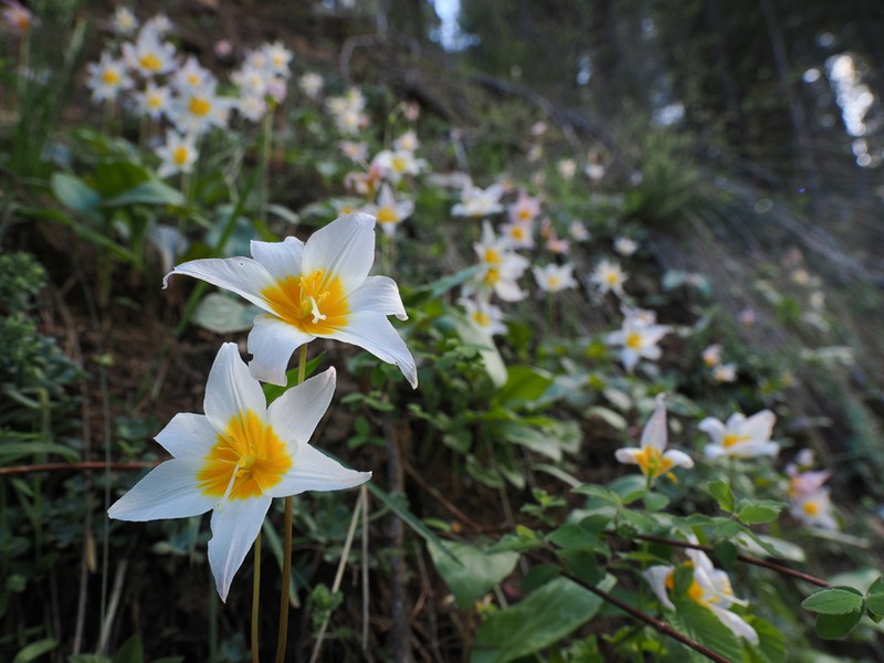 Erythronium shastense photo 2