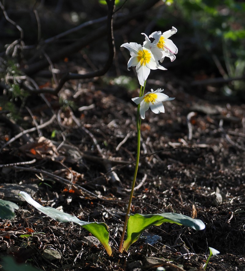 Erythronium shastense photo 3