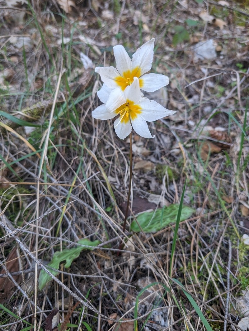 Erythronium shastense photo 4