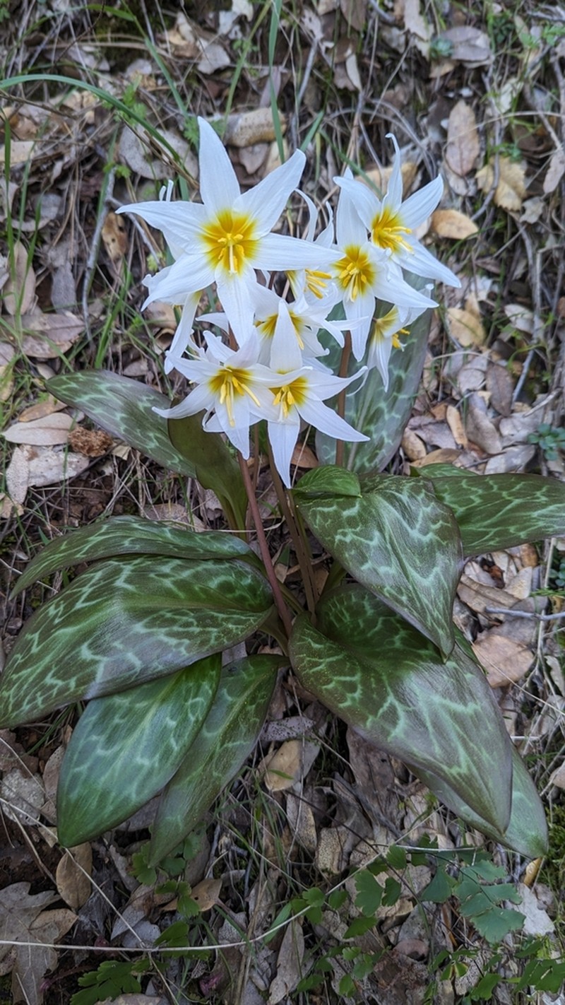 Erythronium shastense photo 5