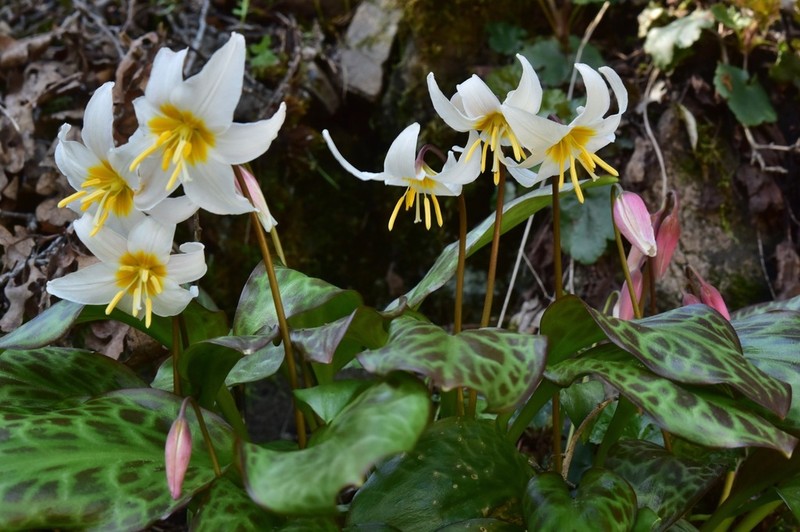 Erythronium shastense photo 6