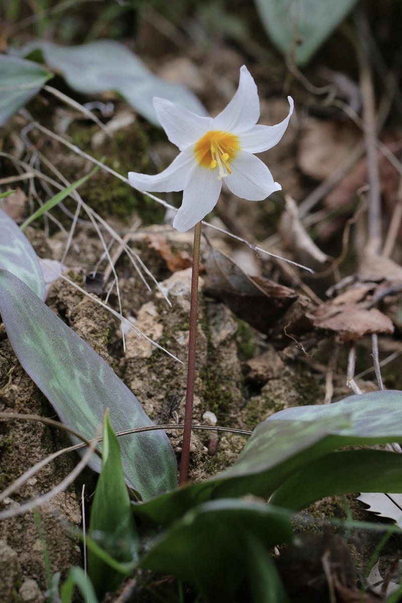 Erythronium shastense photo 7