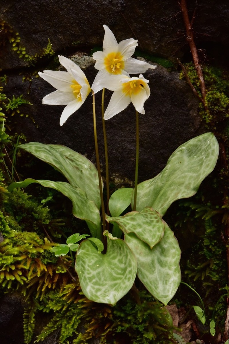 Erythronium shastense photo 8