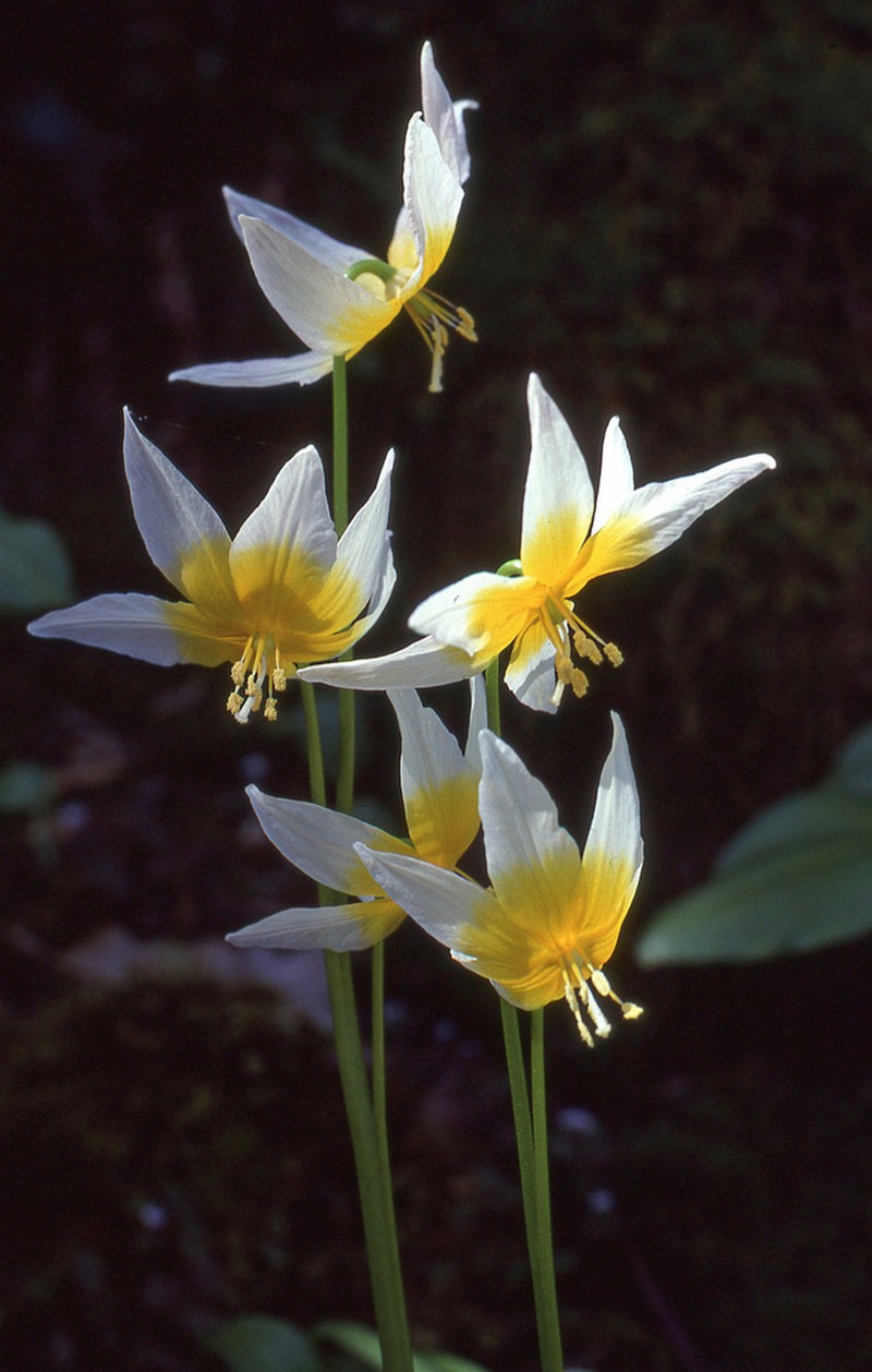 Taylor's Fawnlily
