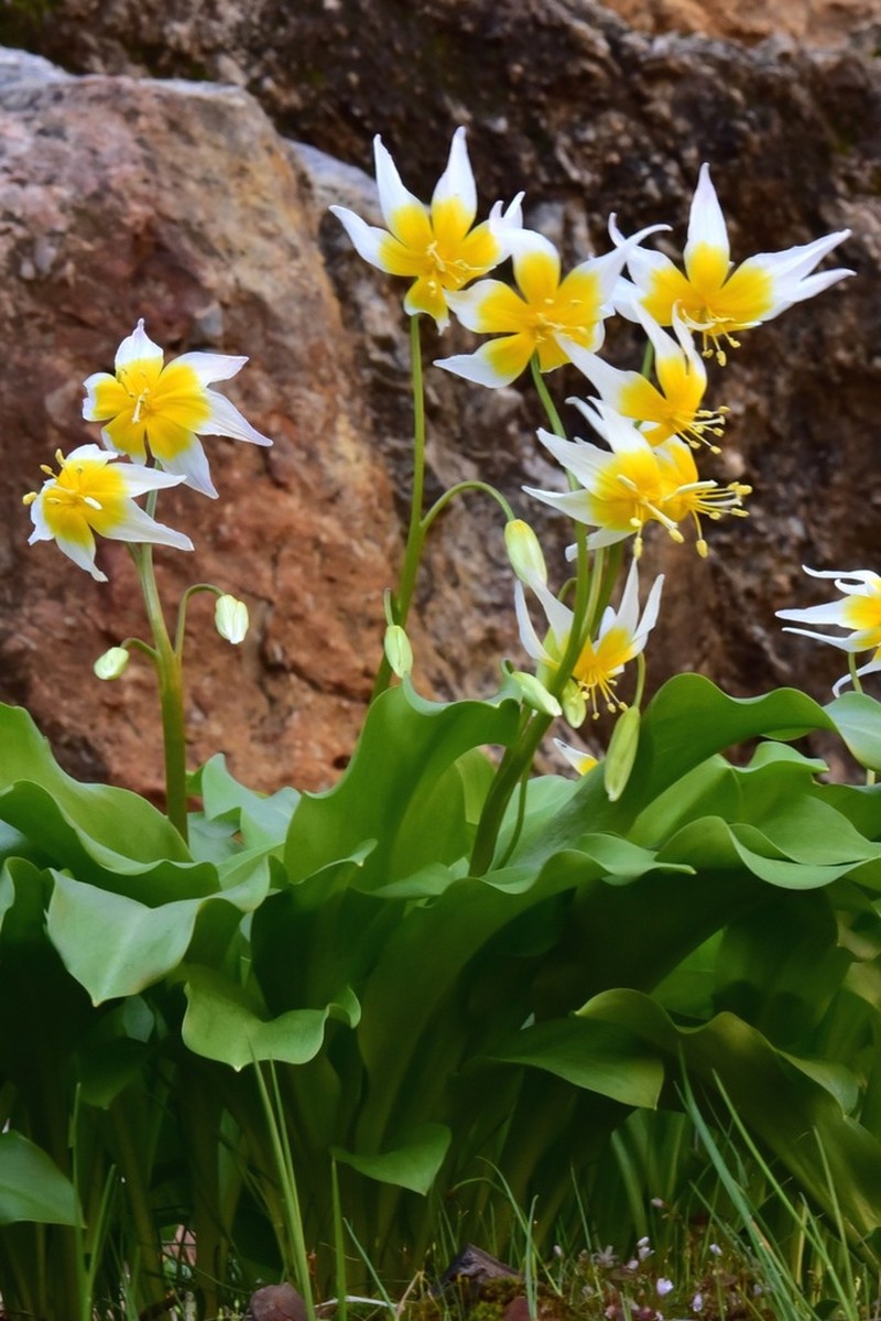 Taylor's Fawnlily photo 2