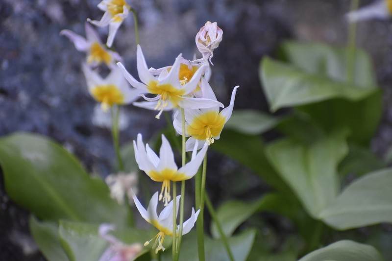 Taylor's Fawnlily photo 3