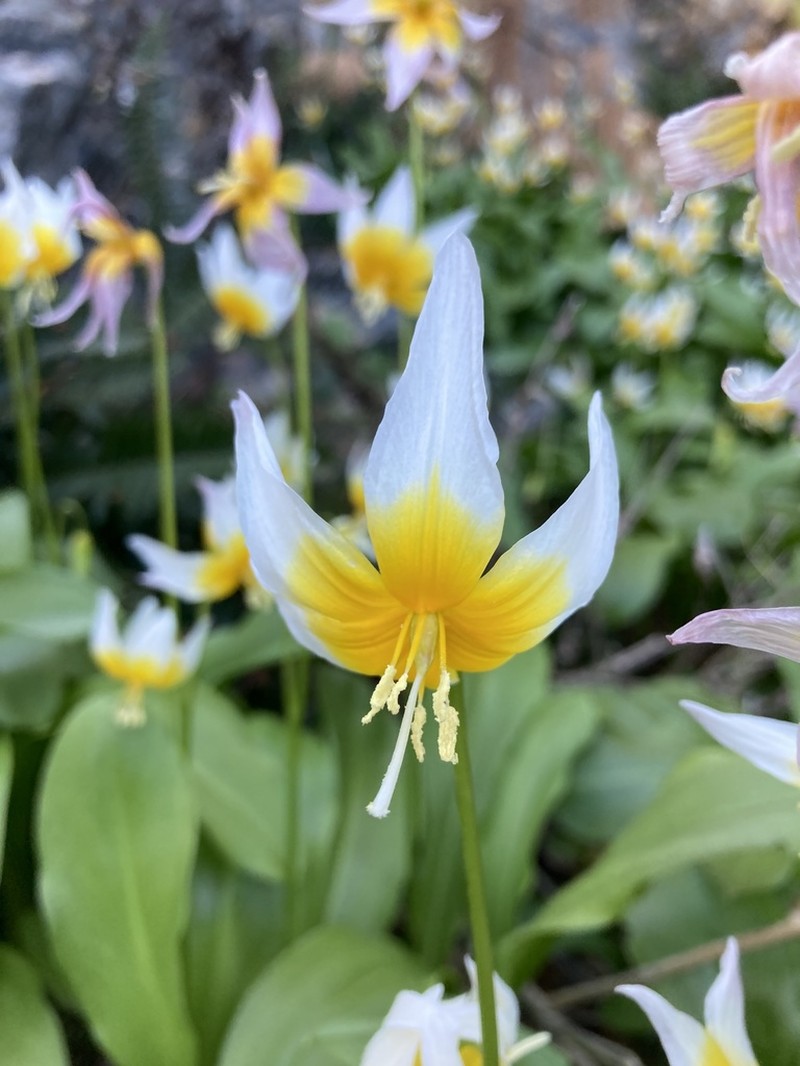 Taylor's Fawnlily photo 4
