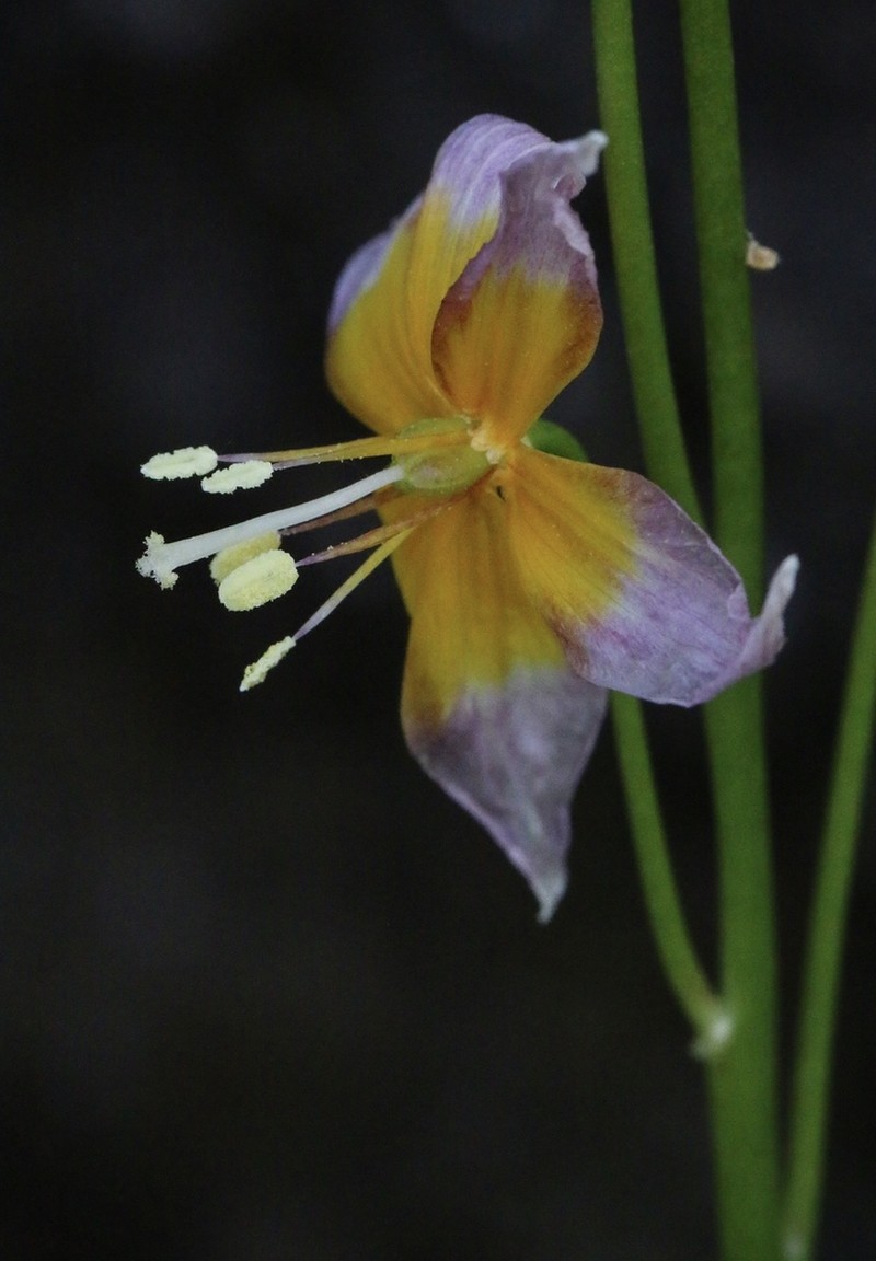 Taylor's Fawnlily photo 5