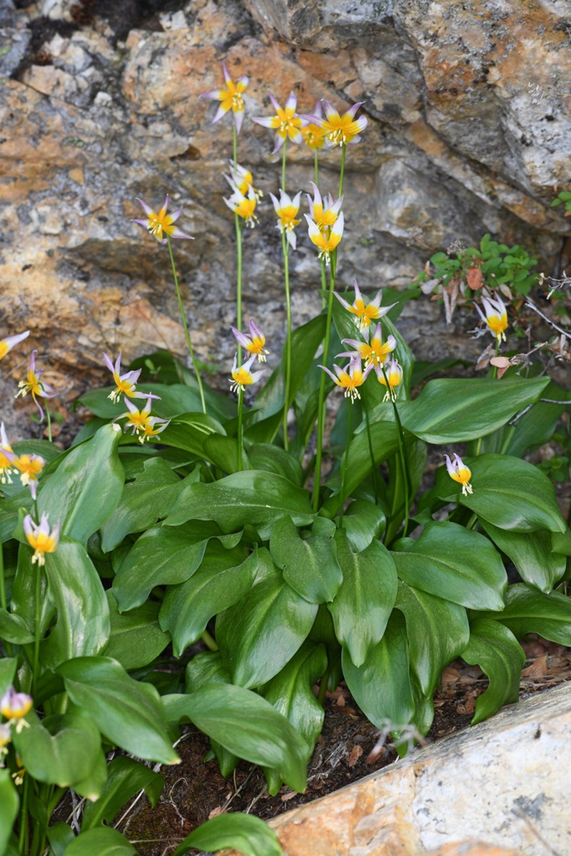 Taylor's Fawnlily photo 6