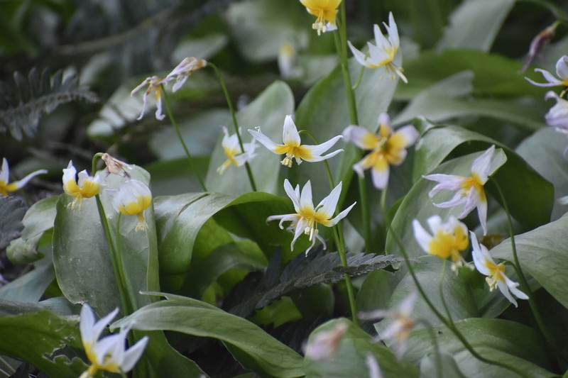 Taylor's Fawnlily photo 7