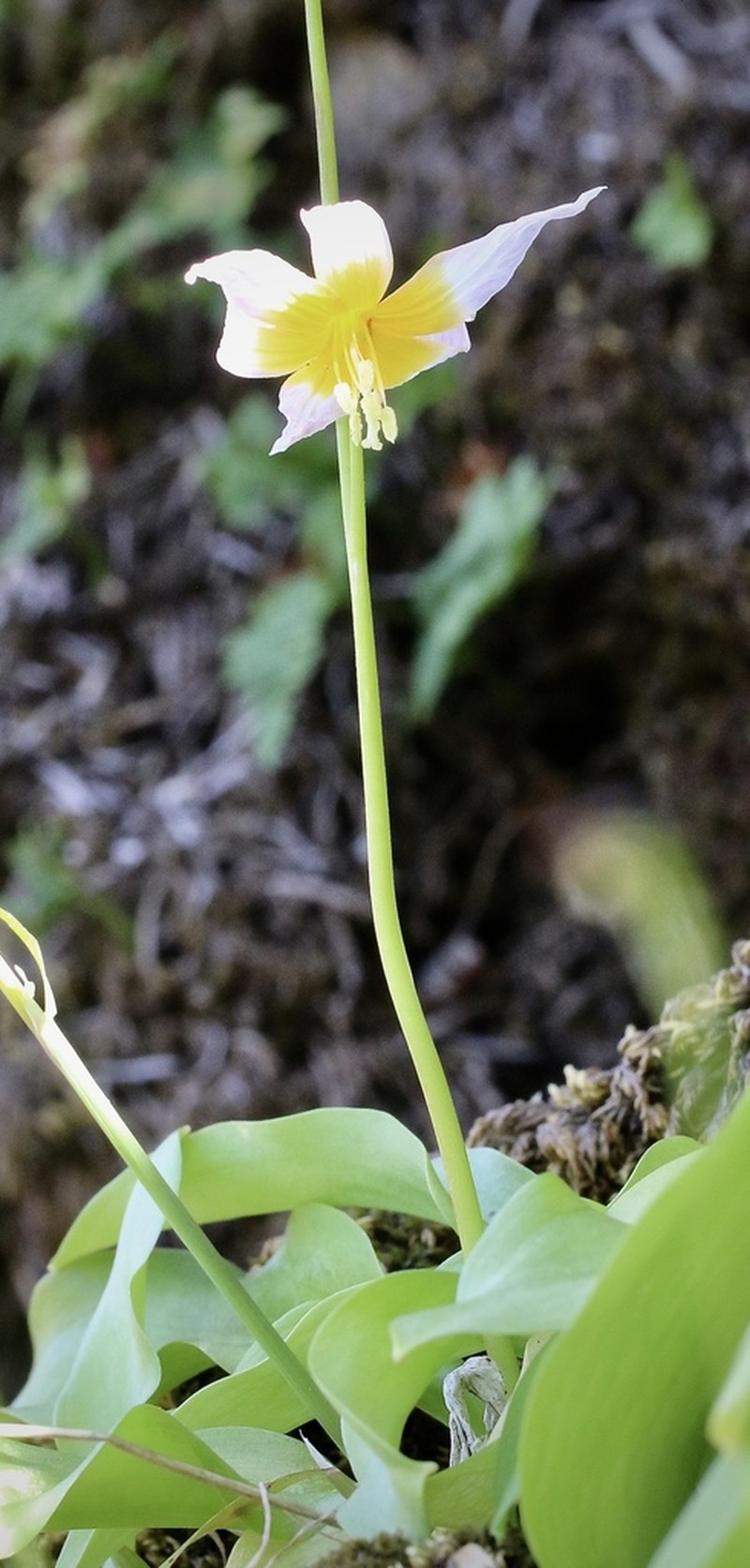 Taylor's Fawnlily photo 8