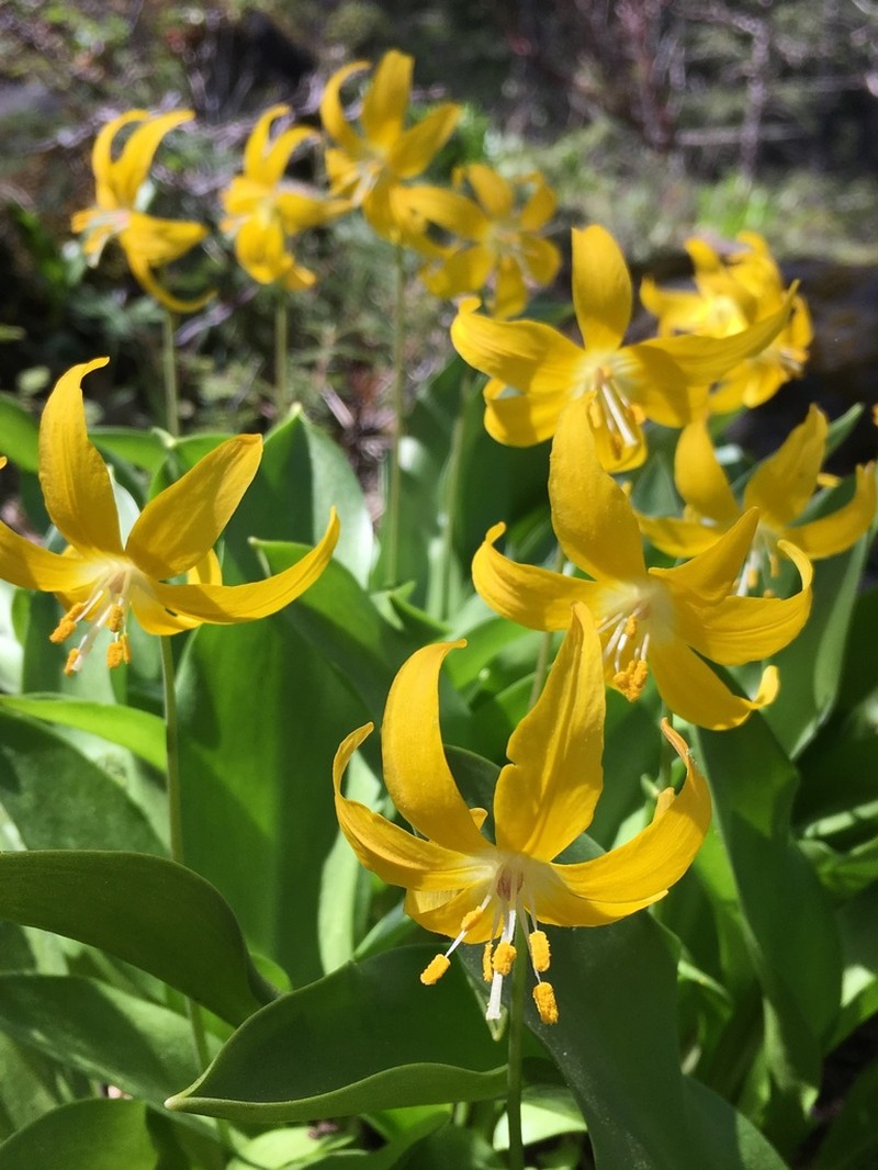 Tuolumne Fawnlily