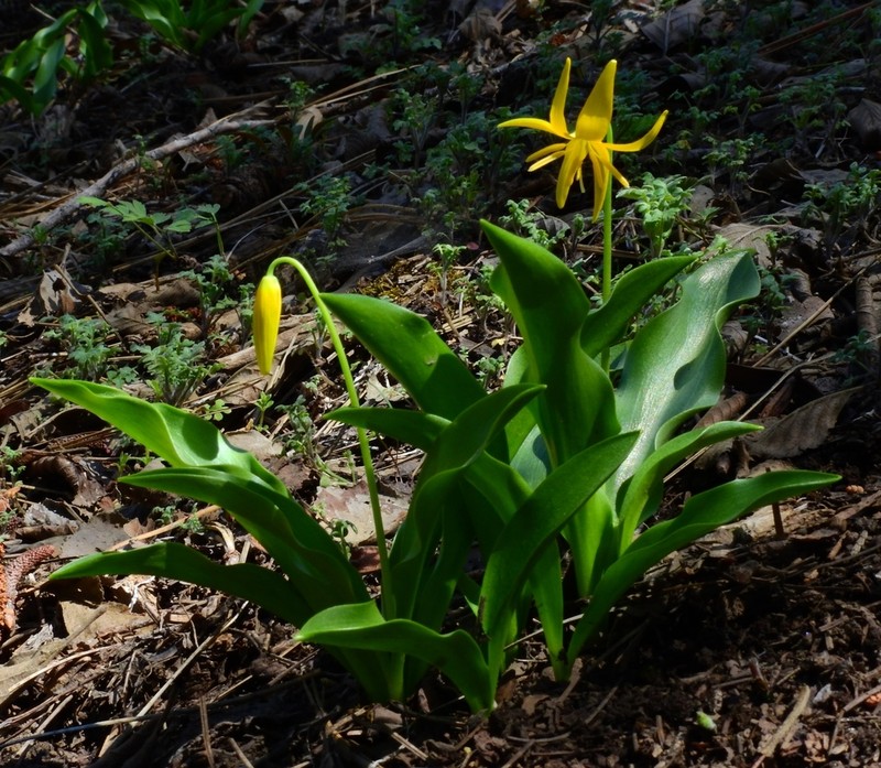 Tuolumne Fawnlily photo 2