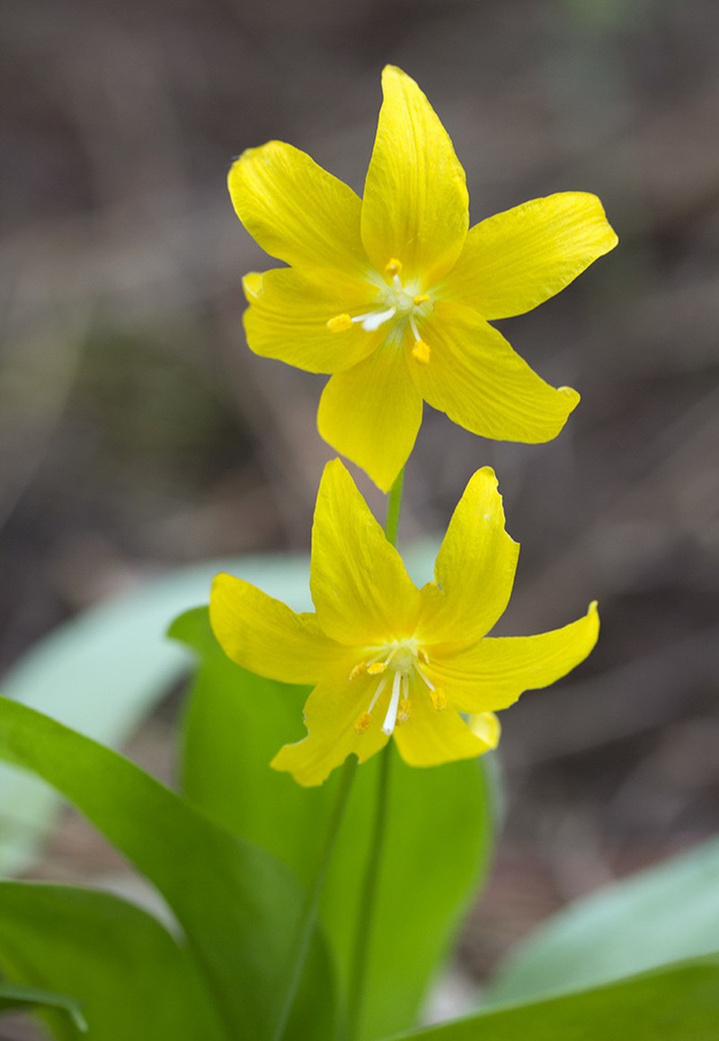 Tuolumne Fawnlily photo 3