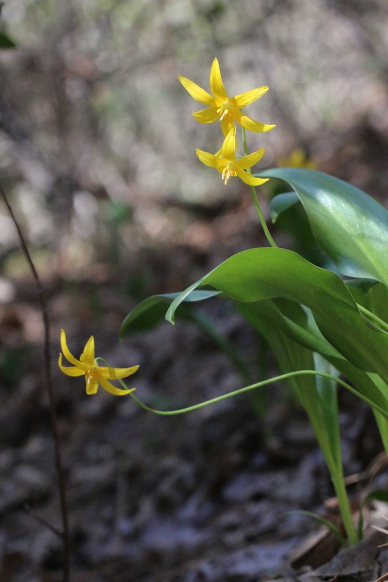 Tuolumne Fawnlily photo 4