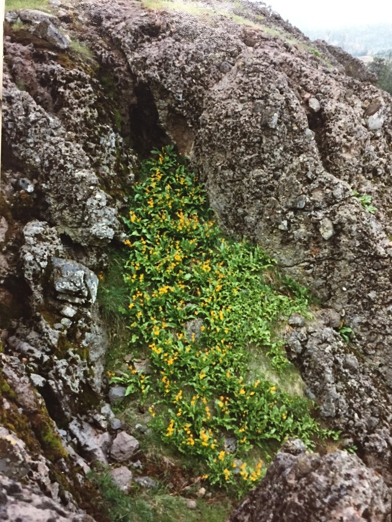 Tuolumne Fawnlily photo 5