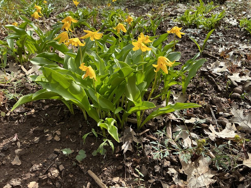 Tuolumne Fawnlily photo 6